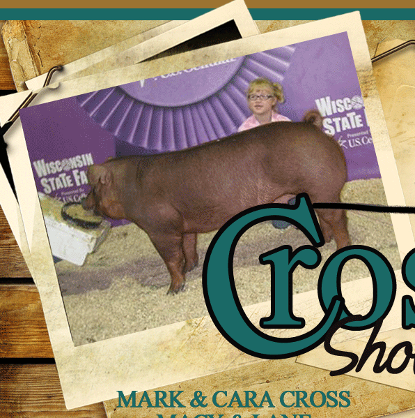 Cross Showpigs