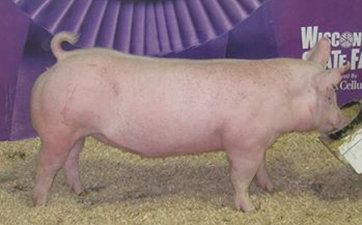 Cross Show Pigs